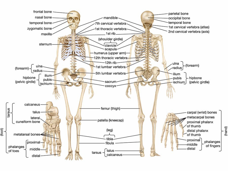 Skeletal System - Anatomy & Physiology