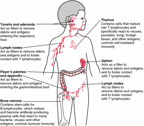 Immune System - Anatomy & Physiology