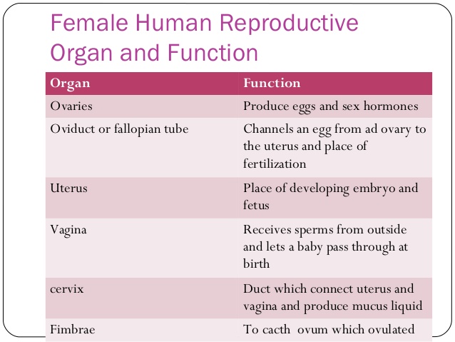 Female Reproductive Cell Function : The Human Female Reproductive