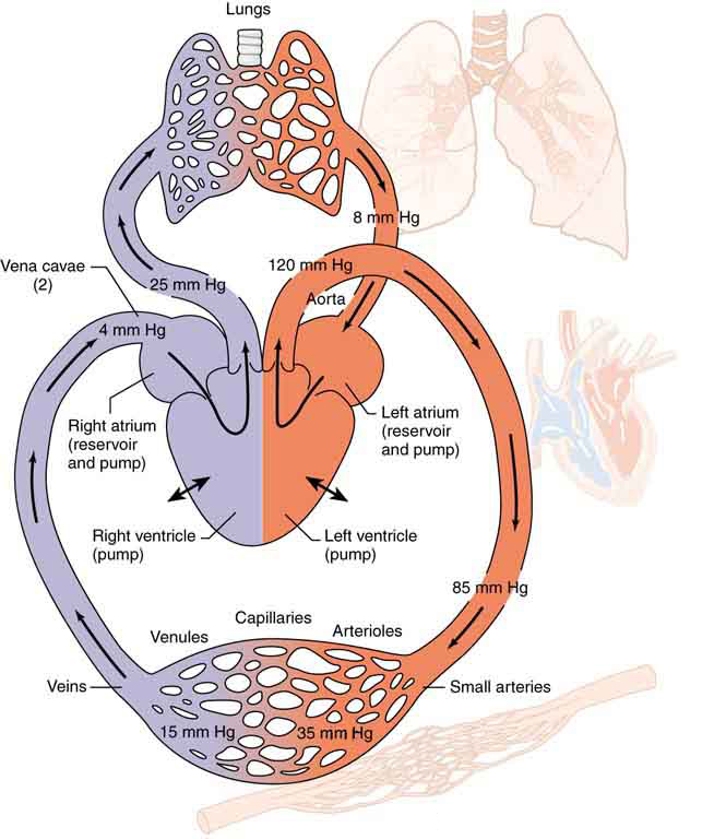 Circulatory System - Anatomy & Physiology
