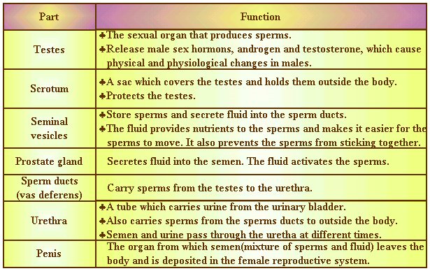 Male Reproductive System Organs And Its Function - Human Anatomy