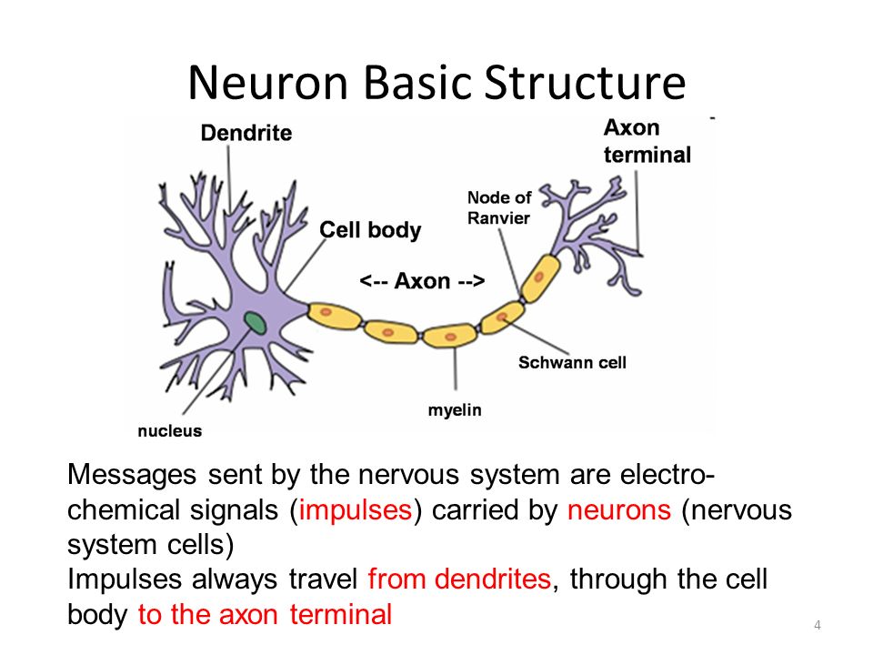 Nervous System - Anatomy & Physiology