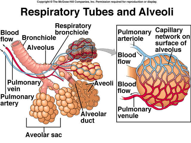 Respiratory System - Anatomy & Physiology