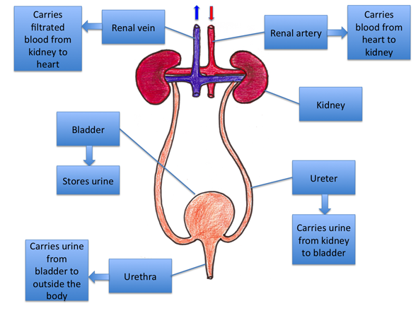 Excretory System - Anatomy & Physiology