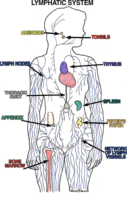 Lymphatic System Drawing