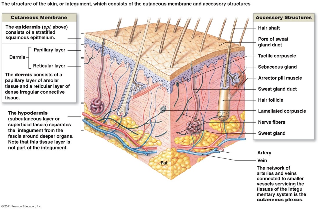 Integumentary System Anatomy & Physiology